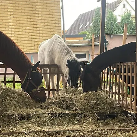 Schlafen Auf Dem Pferdehof Einfach Gehalten Mit Kuehlschrank *