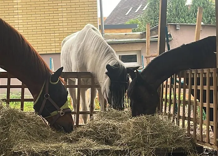 Schlafen Auf Dem Pferdehof Einfach Gehalten Mit Kuehlschrank *